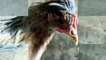 Francisco couldn't help but be completely striking at all times. | #SparklegleamFarm #Francisco #farm #chickens #farmanimals #soft #cute