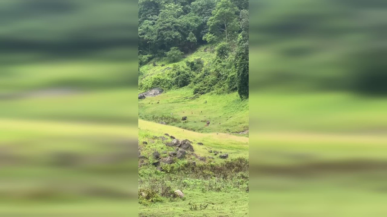 Deer Outsmarts Pack of Wild Dogs by Diving Into Lake