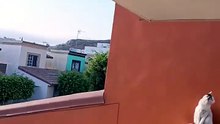 el #gato pernanca #michi traviezo #animal #mascota #shorts anda viendo el amanecer en tijuana
