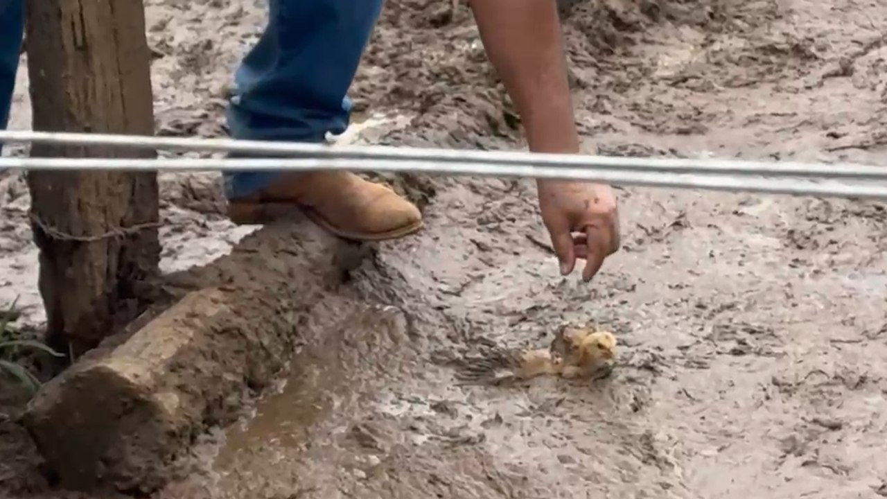 Man rescues chick from mud, offering a chance at renewal