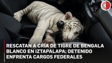 Aseguran cría de tigre de Bengala blanco en Iztapalapa