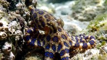 🐙💙☠️ Those beautiful blue rings could be your last warning.