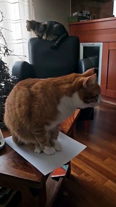 Two cats, two different characters :) #cats #funnycats #catlovers
