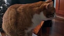 Two cats, two different characters :) #cats #funnycats #catlovers