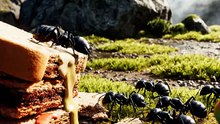 Ant_tribes_wage_warfare_202608121441