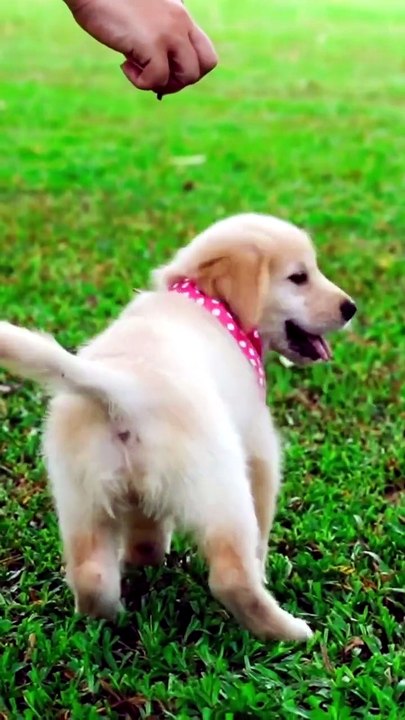8 Amazing Benefits of Adopting a Dog 🐕❤️ #Shorts