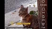 Animali doppiati