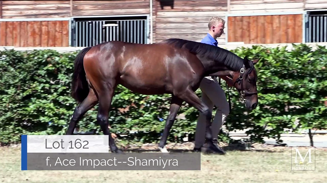 Ace Impact's First Yearlings Debut at Arqana