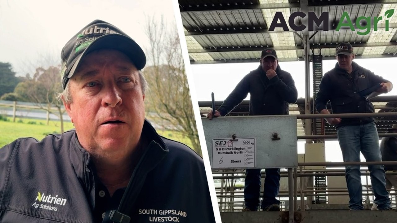 Cattle sales at Leongatha