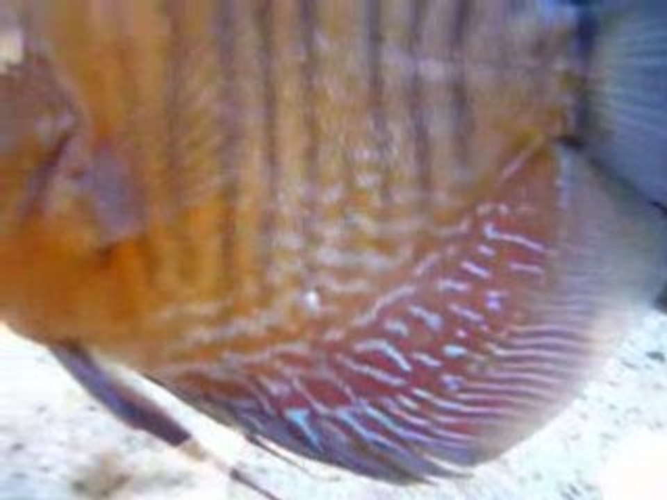 Discus tache blanche 004