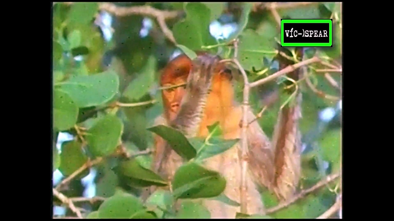 Tesoros Naturales: Extrañas narices de Borneo - Documental (1988) - Español Latino *Jorge Santos*
