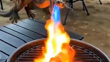 When You Ask a Tiny Dragon to BBQ, But the Husky Steals It! 🐉🍖 (