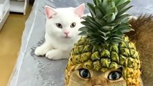 Funny Pets 💯 Top Amazing Moments. 001