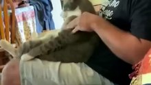 Top Amazing Moments 💯🔥 Awesome Videos - funny pets 002