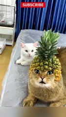 Funny Pets 💯 Top Amazing Moments. cute and funny video
