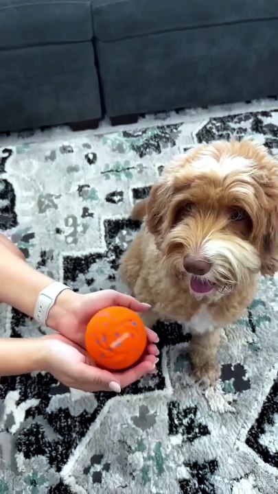 Cheerble Wicked Ball AIR – Smart Interactive Dog Toy