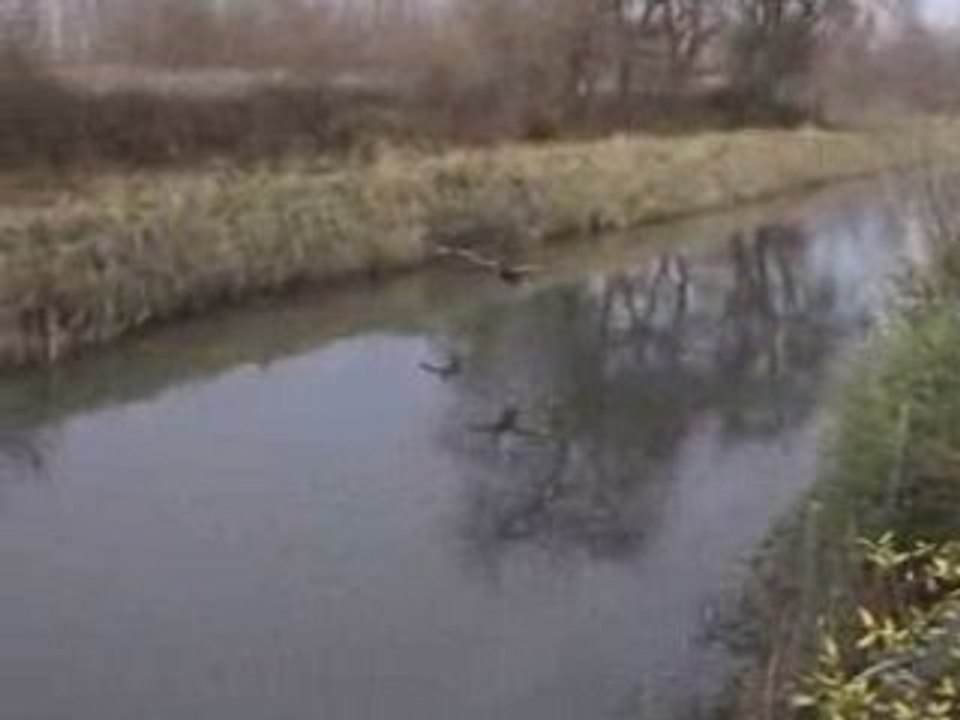 Atterissage difficile pour les canards :)
