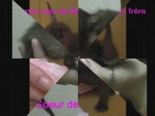 Premiere portée de Princesse