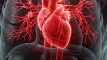 😳 1 Lakh KM of Blood Vessels in the Human Body? 🌍