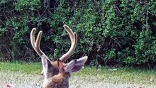 Un lapin et un cerf très amis