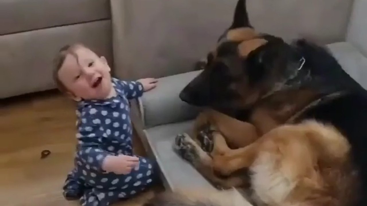 🤣🤣Funny German Shepherd dogs 🐕#cute#Getman Shepherd 🐾🐾🐾#german Shepherd reels🐾🐾🐾#viral vedio #viralvedio on daily motion channels