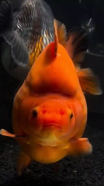 Poissons rouges japonais : Sommes-nous allés TROP LOIN ?
