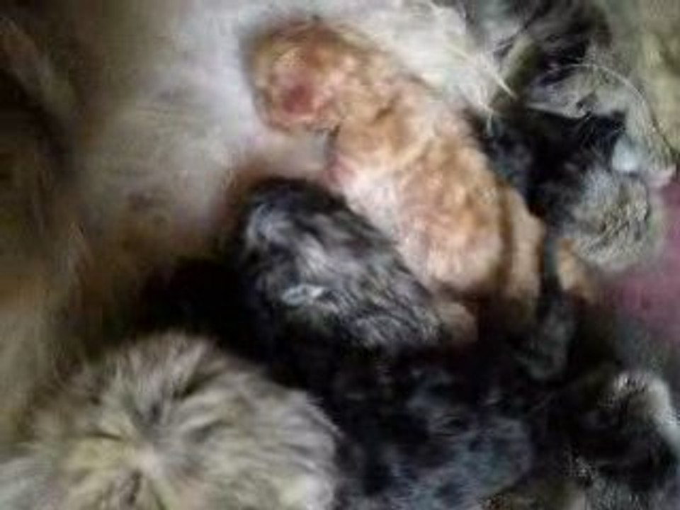 Video bb chanel
