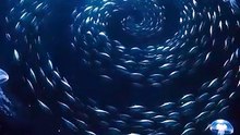 The Silver Flock Beneath Midnight
