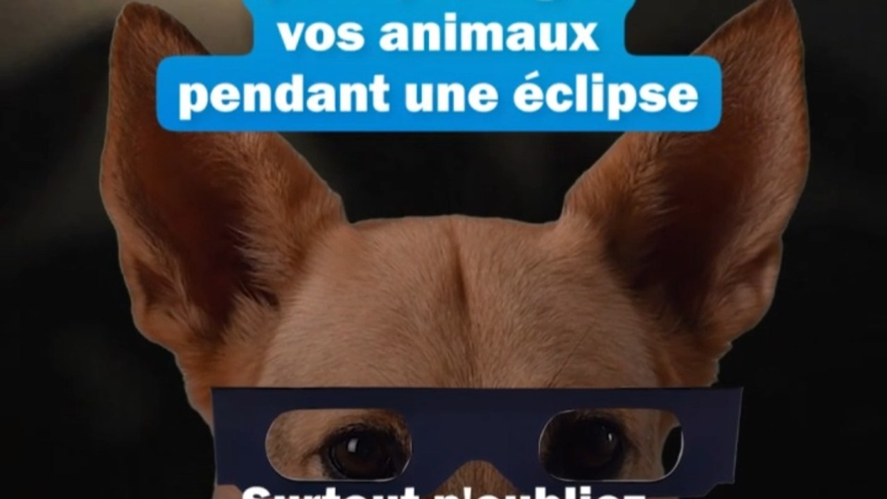 Une éclipse est-elle dangereuse pour mon chien ?
