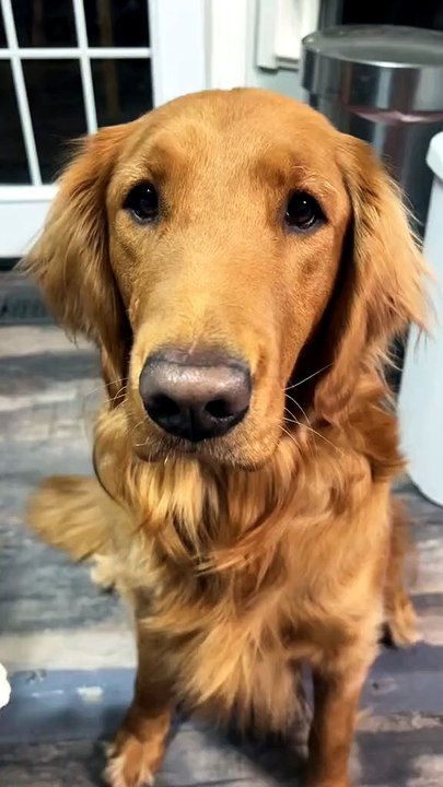 Anyone else’s golden have grinch feet