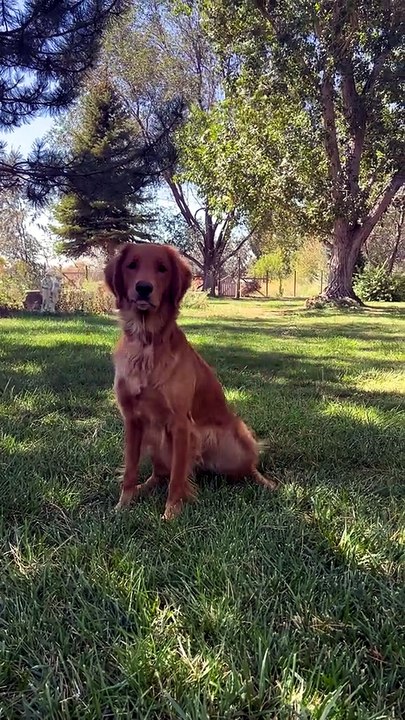 Anyone else have a pup who awooooos when they are happy？