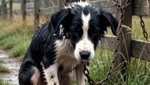 This little soul is still waiting in the rain… No food. No warmth.❤️