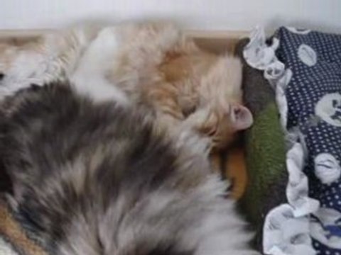 Deux amis, deux frères