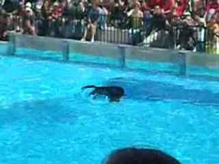 spectacle des otaries