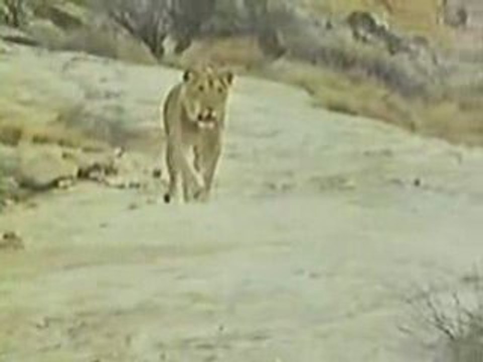 amis pour la vie avec le roi des animaux...enorme
