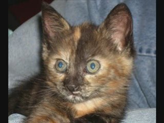 2eme portée Princesse