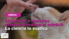 ¿Acariciar a nuestras mascotas reduce el estrés?: La ciencia lo explica
