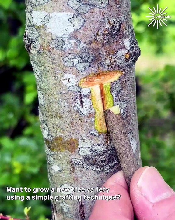 A simple way to graft trees at home 🌳