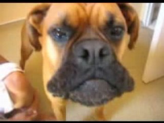 Chien qui hurle la sirene des pompiers