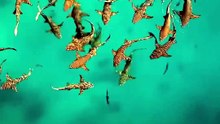 Tonic Immobility in Sharks