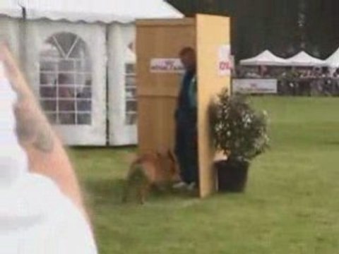 Vito des Bergers d'Ecouves Finale Ring Le Touquet 2008