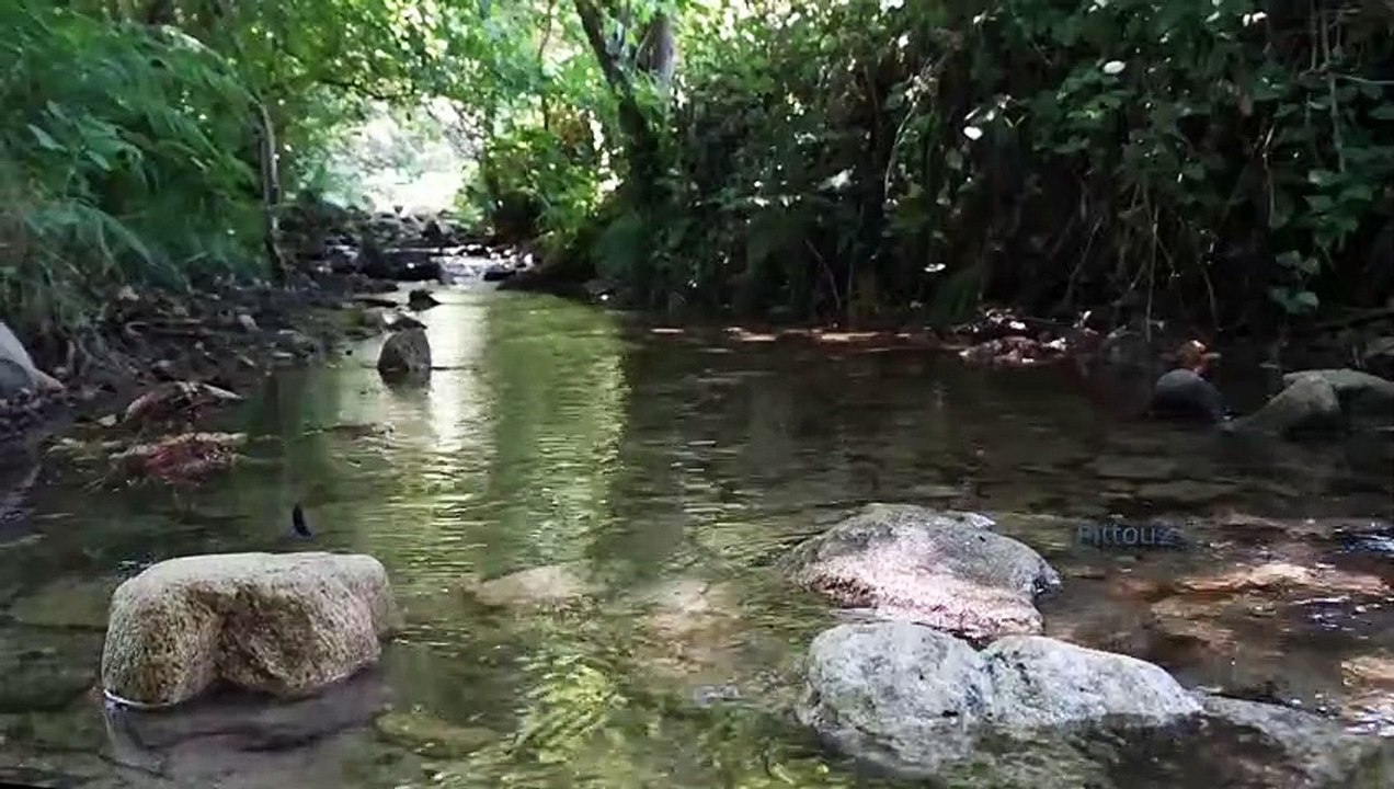 "Bien-être" Eau libellule - Relaxation - Détente
