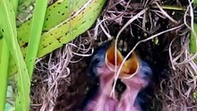 All baby wild bird cries to eat