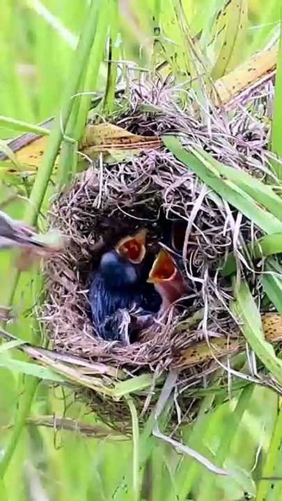 Baby wild bird waiting feed