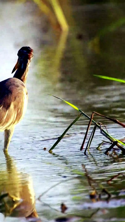 Bird stay in lake to wait catch fish eat