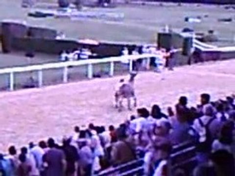 Pompadour - 14 Juillet 2008 - Fête de l'âne