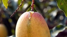 Mango 🌱🥭 From Fruit to Tree | Amazing Nature Rebirth Cycle