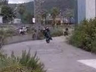 Stunt dafy