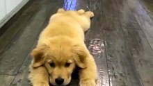 Perrito