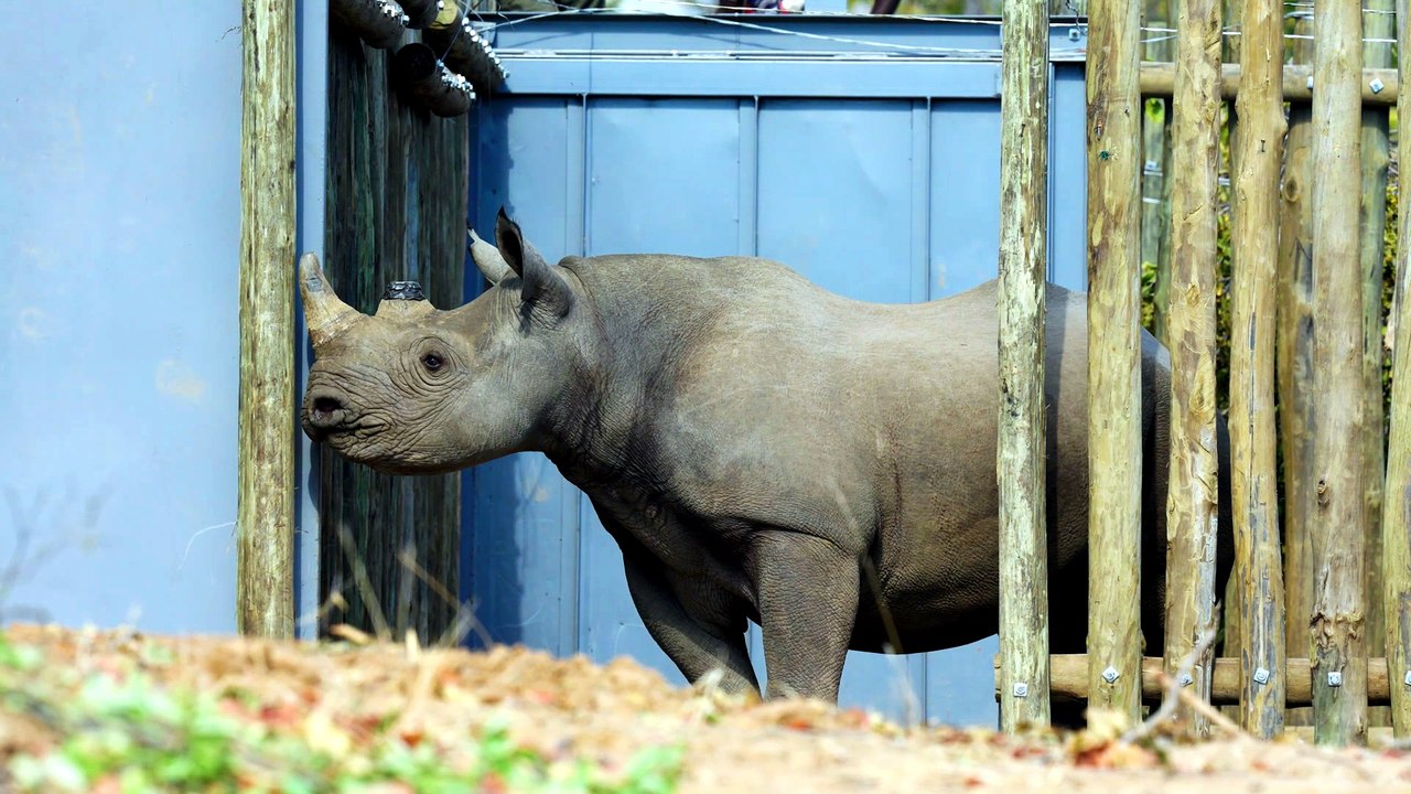 El extraordinario regreso de los rinocerontes negros en peligro de extinción de Zimbabue